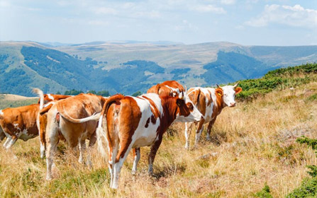 Vitelli per la carne<br>Allevamenti in biologico