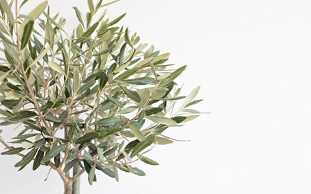 Olive, Mandorle, Ortaggi Biologici